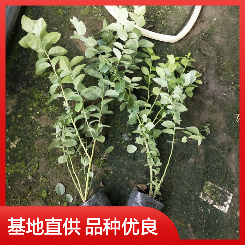 蓝莓种植主产区 优质蓝莓苗 基地直供 果实硕大