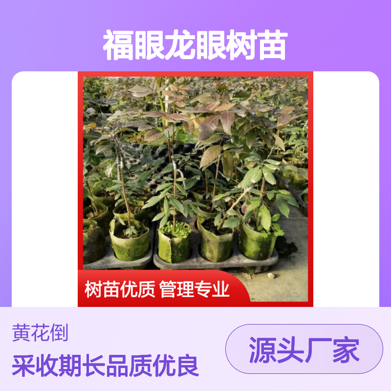 农户直供福眼龙眼树苗 附带管理种植技术 品质优良