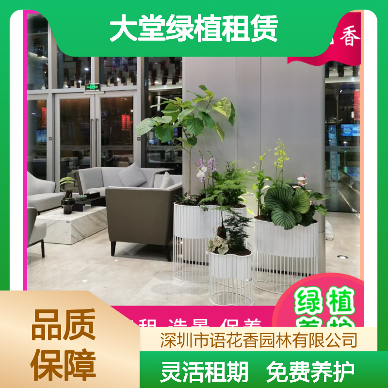 大堂绿植租赁 免费养护服务 多肉小盆栽组合 办公室绿植装饰