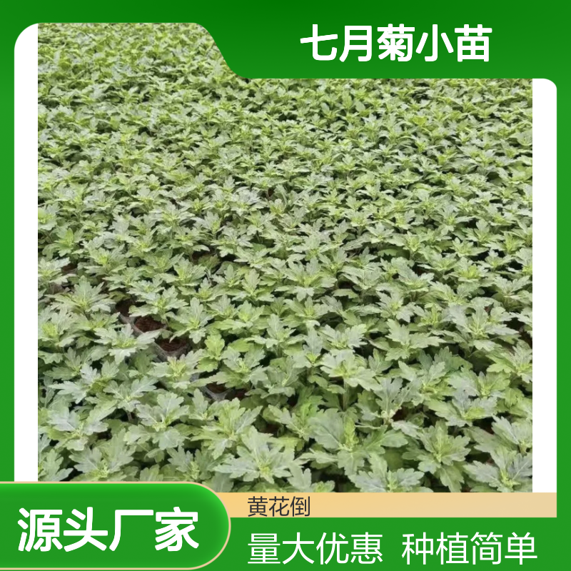 七月菊小苗 批发移栽种植园 适应性强 花期长久