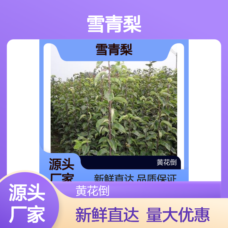 雪青梨百亩种植区 新鲜直达味美汁多 品质保证
