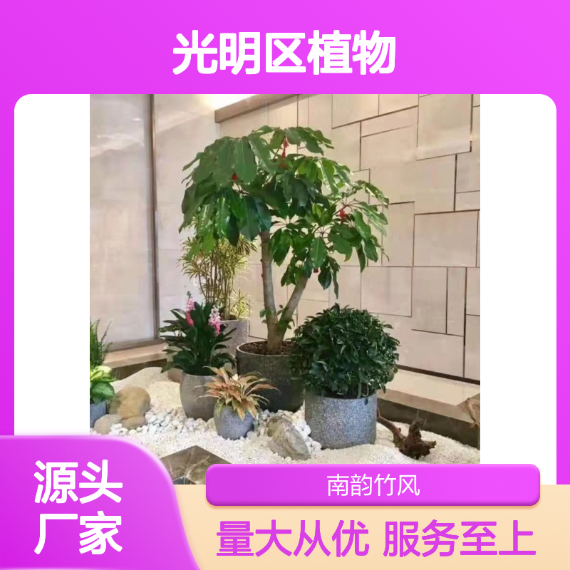 南韵竹风植物租赁 成活率高服务优 品质如一 货源充足