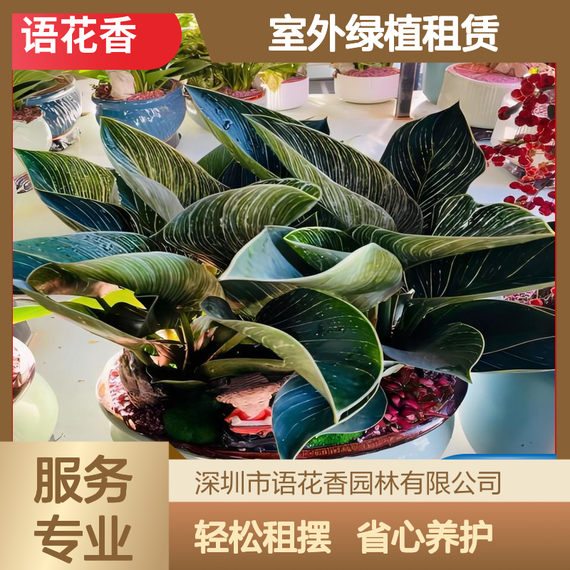 室外绿植租赁服务 品种丰富 长期短期租摆 办公生活环境美化