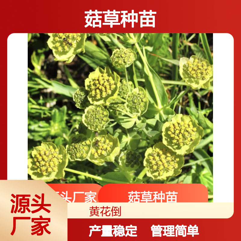 菇草种苗 多年生草本植物 管理简单 适应性广 产量稳定