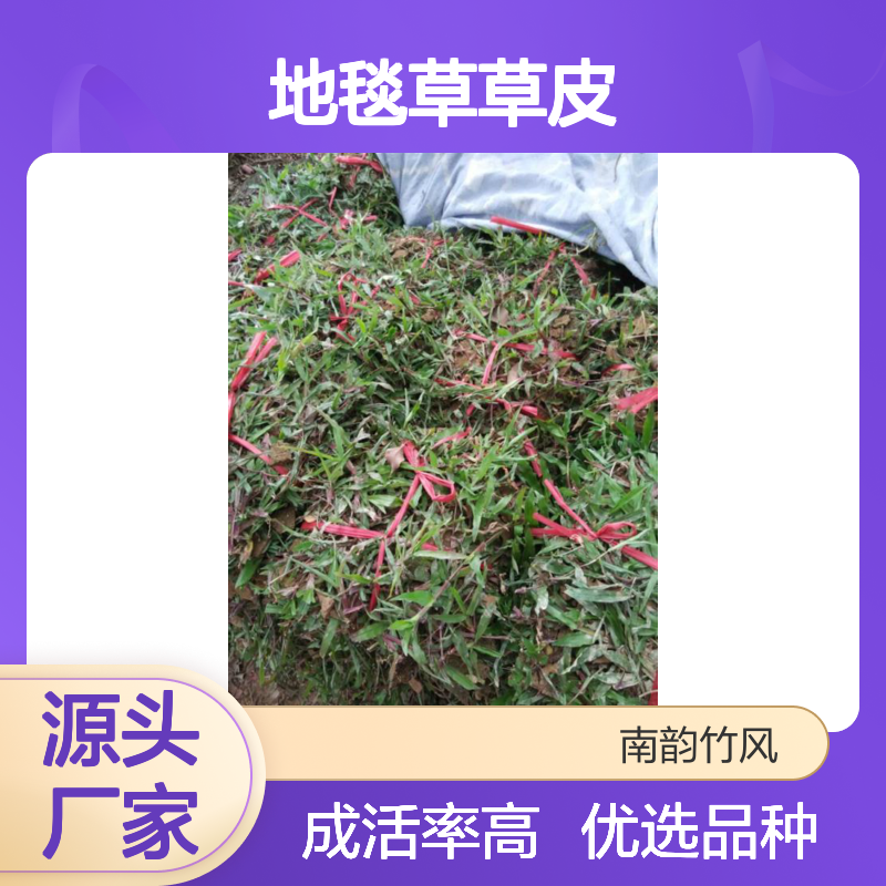 地毯草草皮 公园广场优选品种 成活率高 固土保土