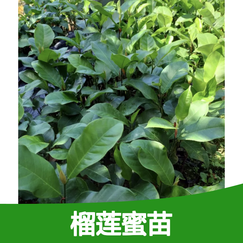 精选榴莲蜜苗 种植技术指导 直供批发 催花保果