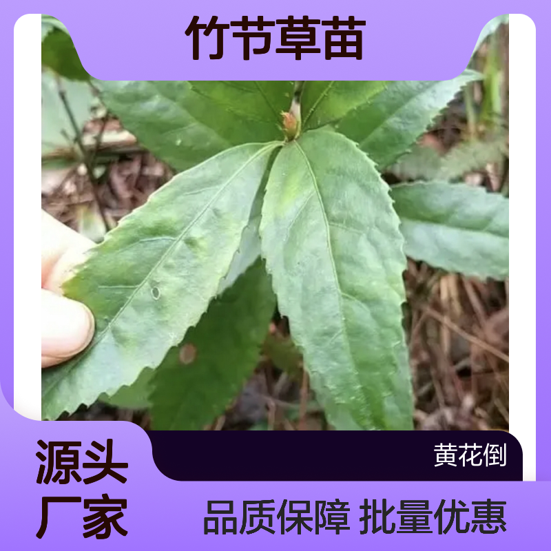 竹节草苗 基地直供 多年生常绿灌木 观赏价值 技术指导