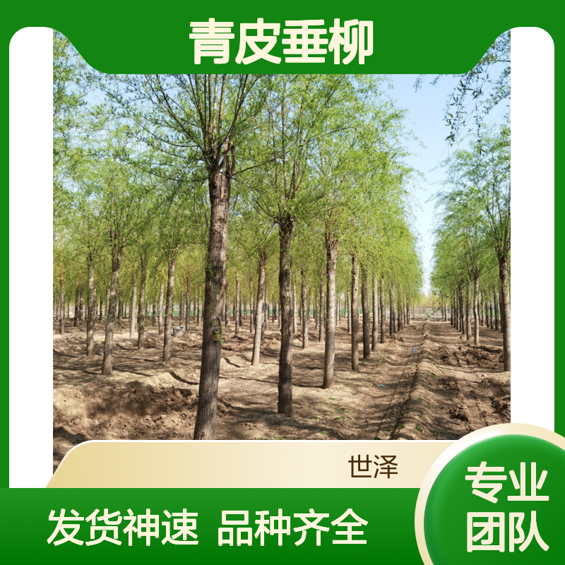 出售青皮垂柳 12-25公分 绿化种植 带球直发 发货快 种类多样
