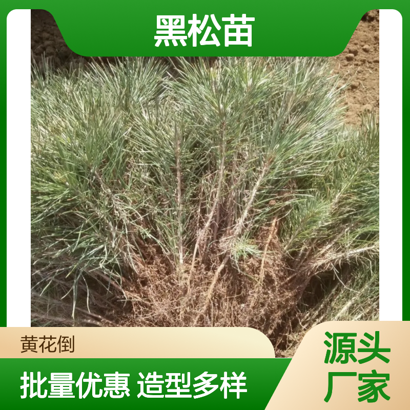 黑松苗基地直供 造型优美 耐旱易养 生长旺盛 根系发达