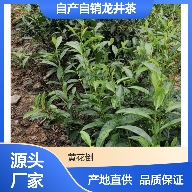 自产自销龙井茶小杯苗 苗圃产地直供品质保证种植技术分享