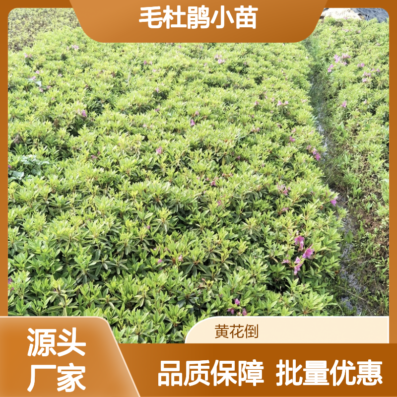 毛杜鹃小苗 基地直供 园林绿化优选 品种繁多 适应性强