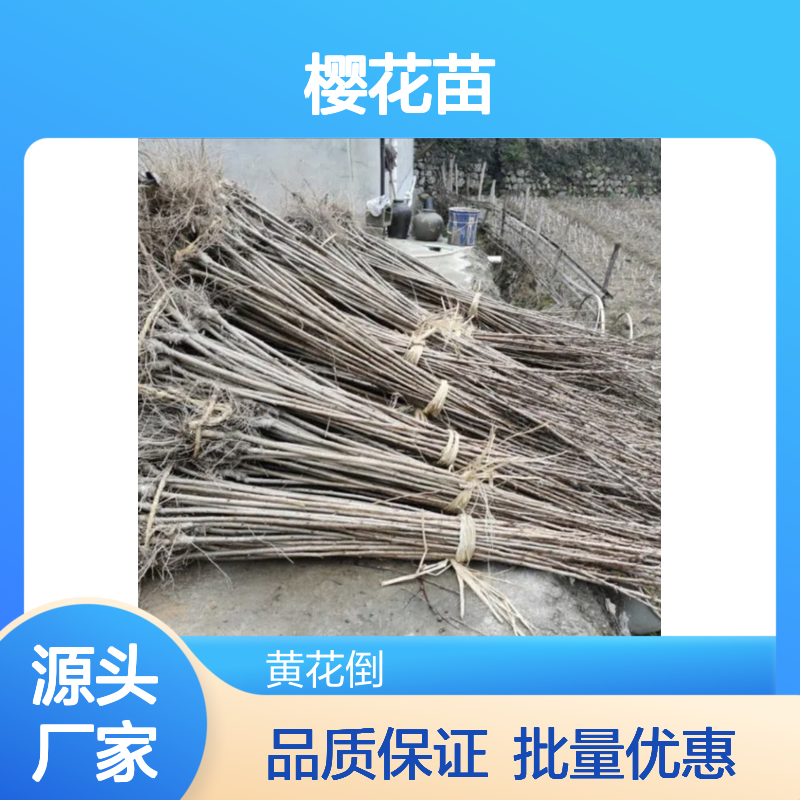 精选樱花苗 种植园直供 园林绿化优选 成活率高