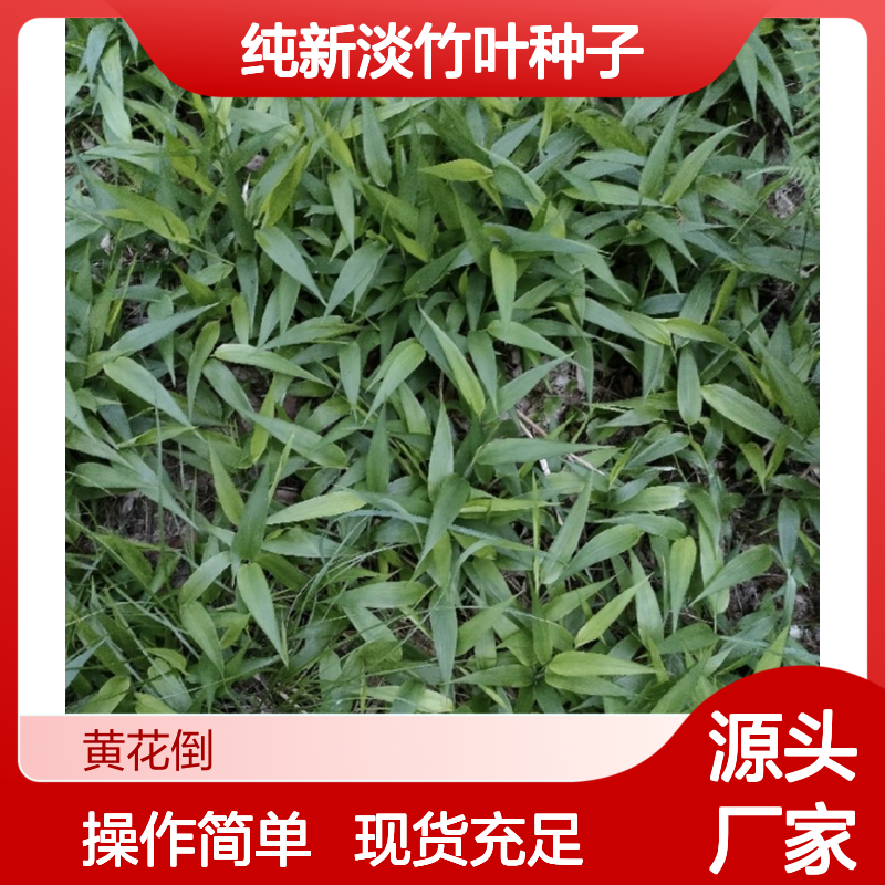精选淡竹叶种子 免费提供技术指导 新鲜采摘 生长迅速