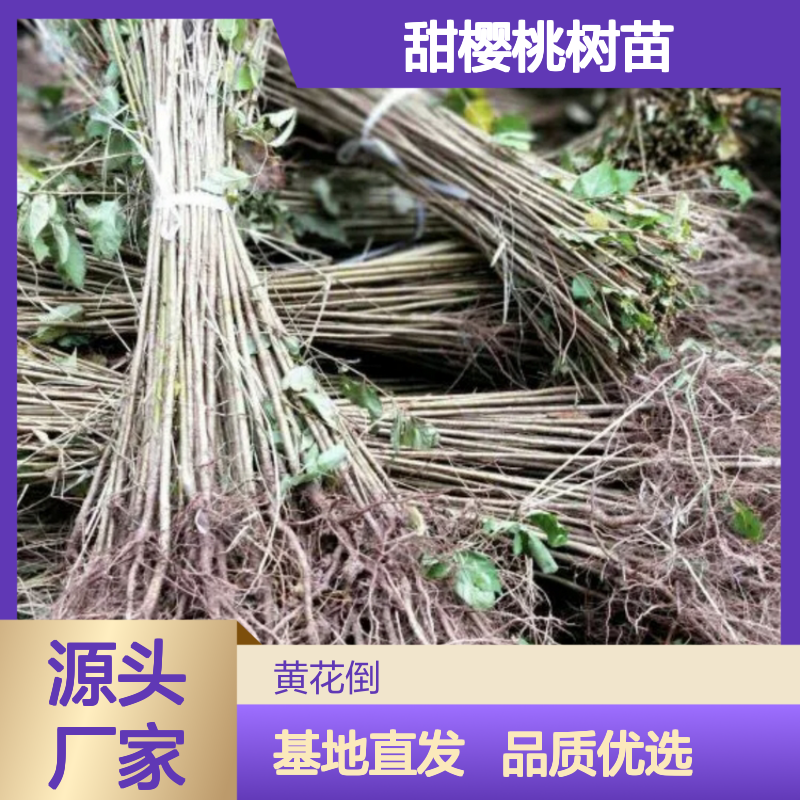 巴西甜樱桃树苗 基地直供 多种品种可选 丰产稳产