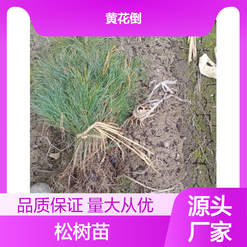 红松树苗 庭荫行道树优选品种 现起现发 专业培育