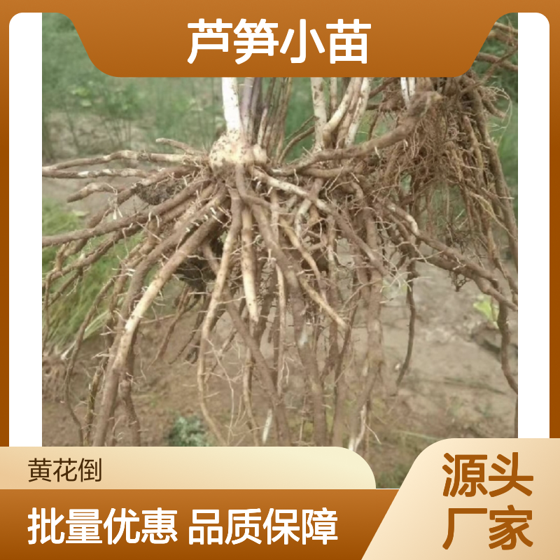 精选芦笋小苗 种植园直供 品质保证 生长旺盛 适应性强