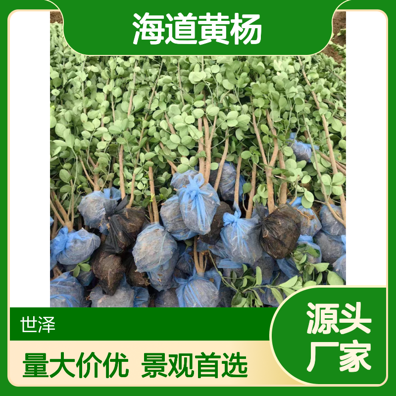 北海道黄杨 四季常青 工程用苗 数量大 景观价值高