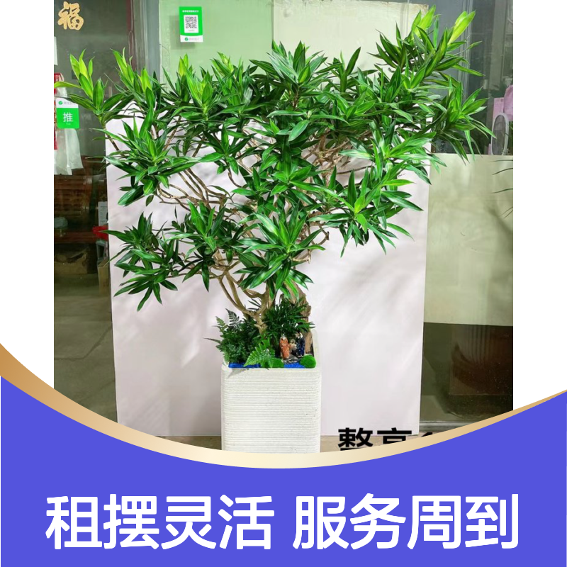 南韵竹风花木租赁 承接绿化工程 品种多样 成活率高