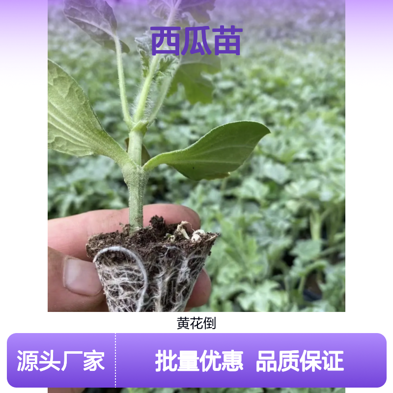 精选西瓜苗 种植园直供 品种丰富 优质高产 果皮坚韧