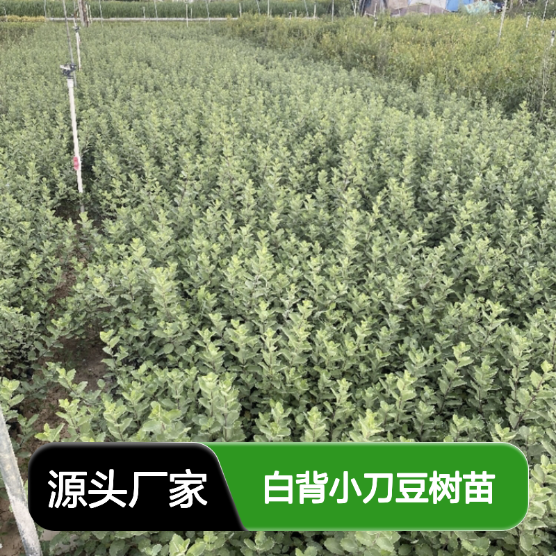 白背小刀豆树苗 批发种植 园林常绿灌木 高产稳产