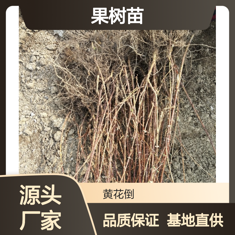 蓝靛果树苗 批发种植基地直供 抗寒性强 绿色食品