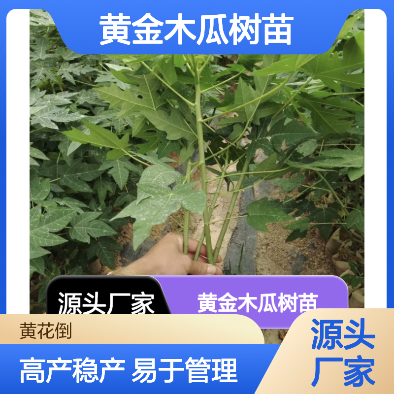 黄金木瓜树苗 基地直供 温室栽培 高产稳产 易于管理