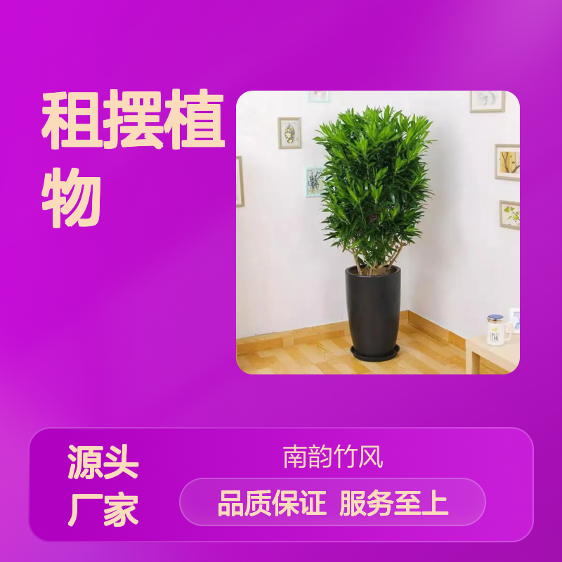 南韵竹风绿植租摆 长期短期均可服务 成活率高