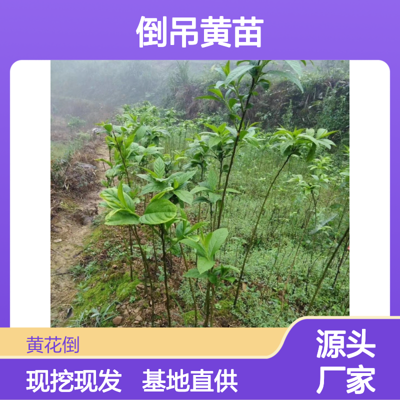 倒吊黄苗种植基地 直供优质苗木 根系发达 成活率高