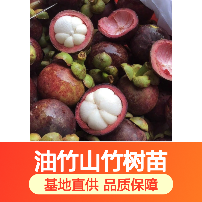 油竹山竹树苗 批发种植基地直供 生长旺盛 适应性强