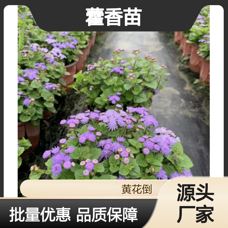 批发藿香苗 园林植物常绿灌木优选 多年生长 花冠艳丽
