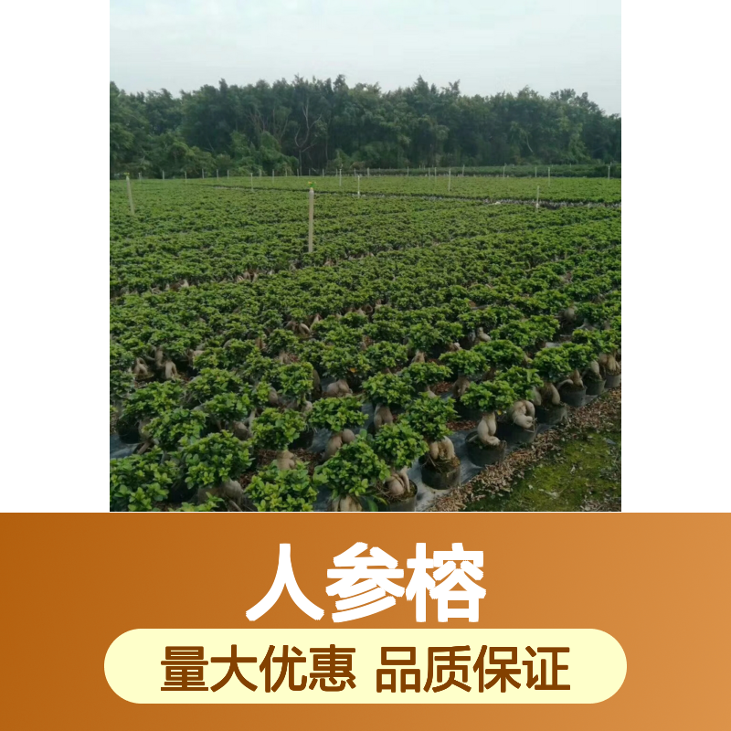 人参榕盆景 独特根块造型 常绿乔木 生长旺盛 易于养护