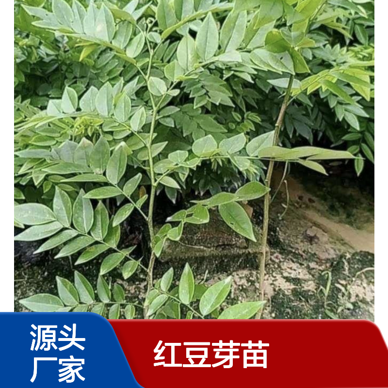 精选鄂西红豆芽苗 园林植物优选 木性稳定 生长旺盛