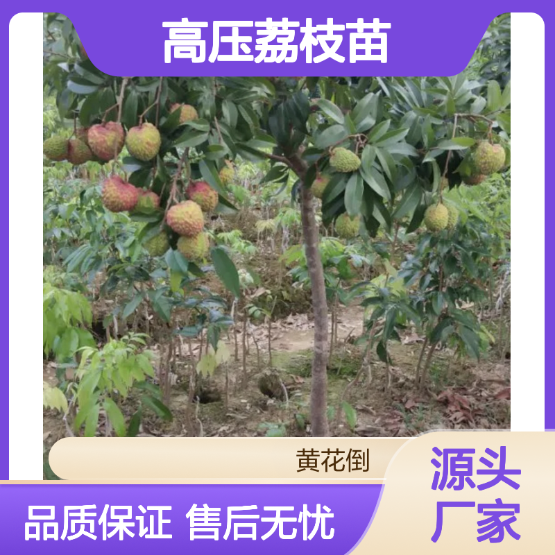 高压荔枝苗 果园直供 肉质爽脆 耐贮易运 品种优良