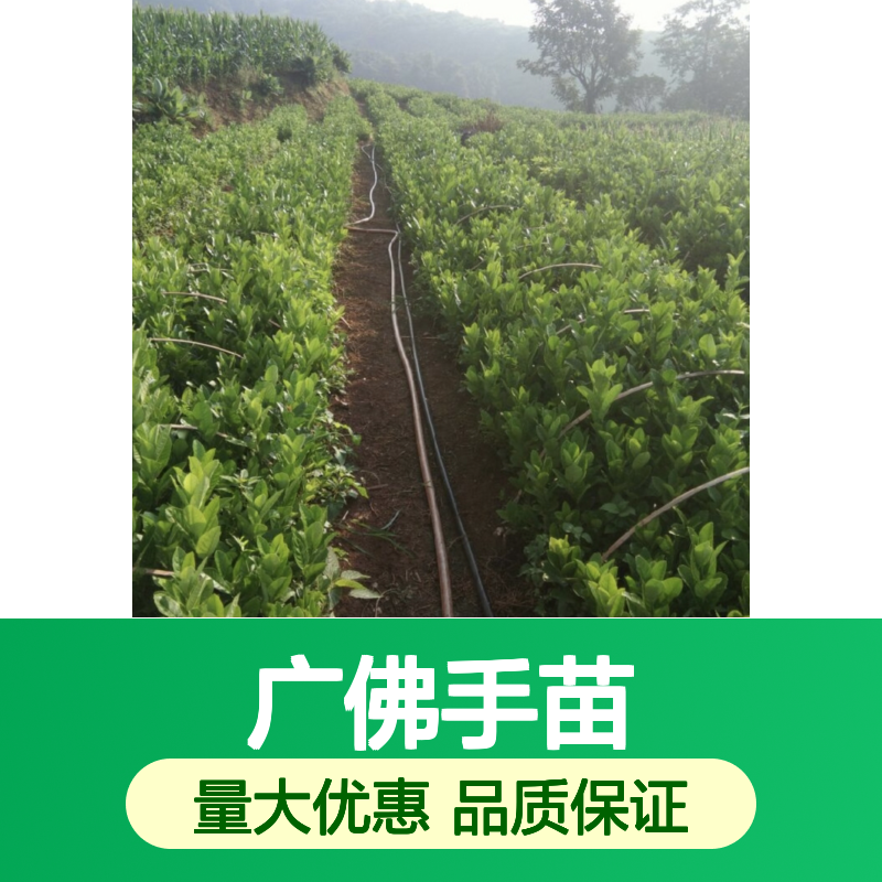 广佛手苗 百亩种植基地 批发供应 高产稳产 观赏性强