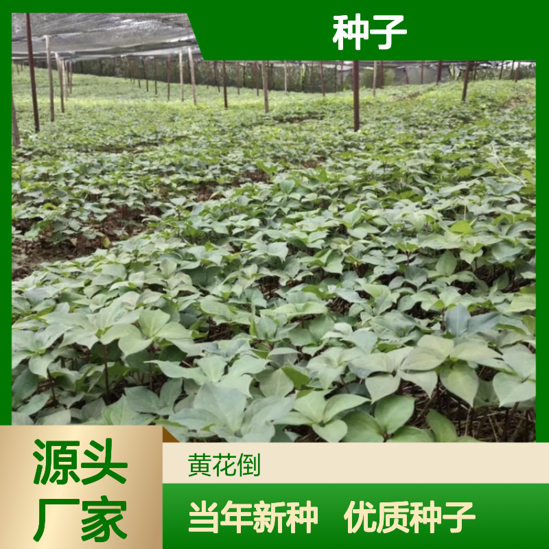 当年新收高杆重楼种子 苗木合作社自营提供种植技术