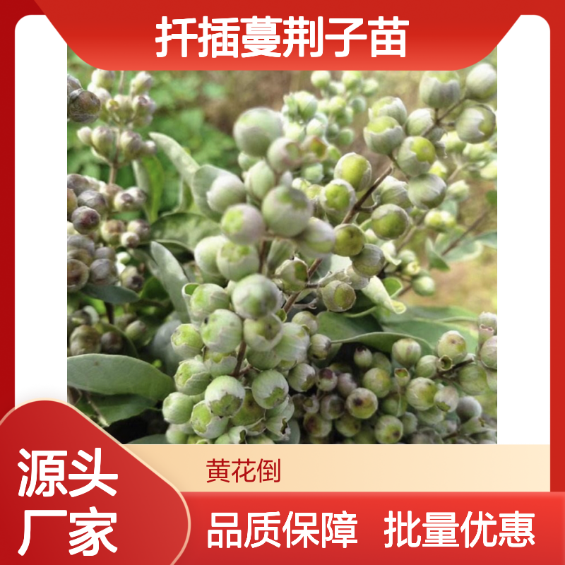 扦插蔓荆子苗 基地直供 园林绿植 根系发达 适应性强