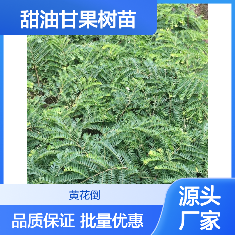 甜油甘果树苗 基地直供 批量优惠 营养丰富 适应性强