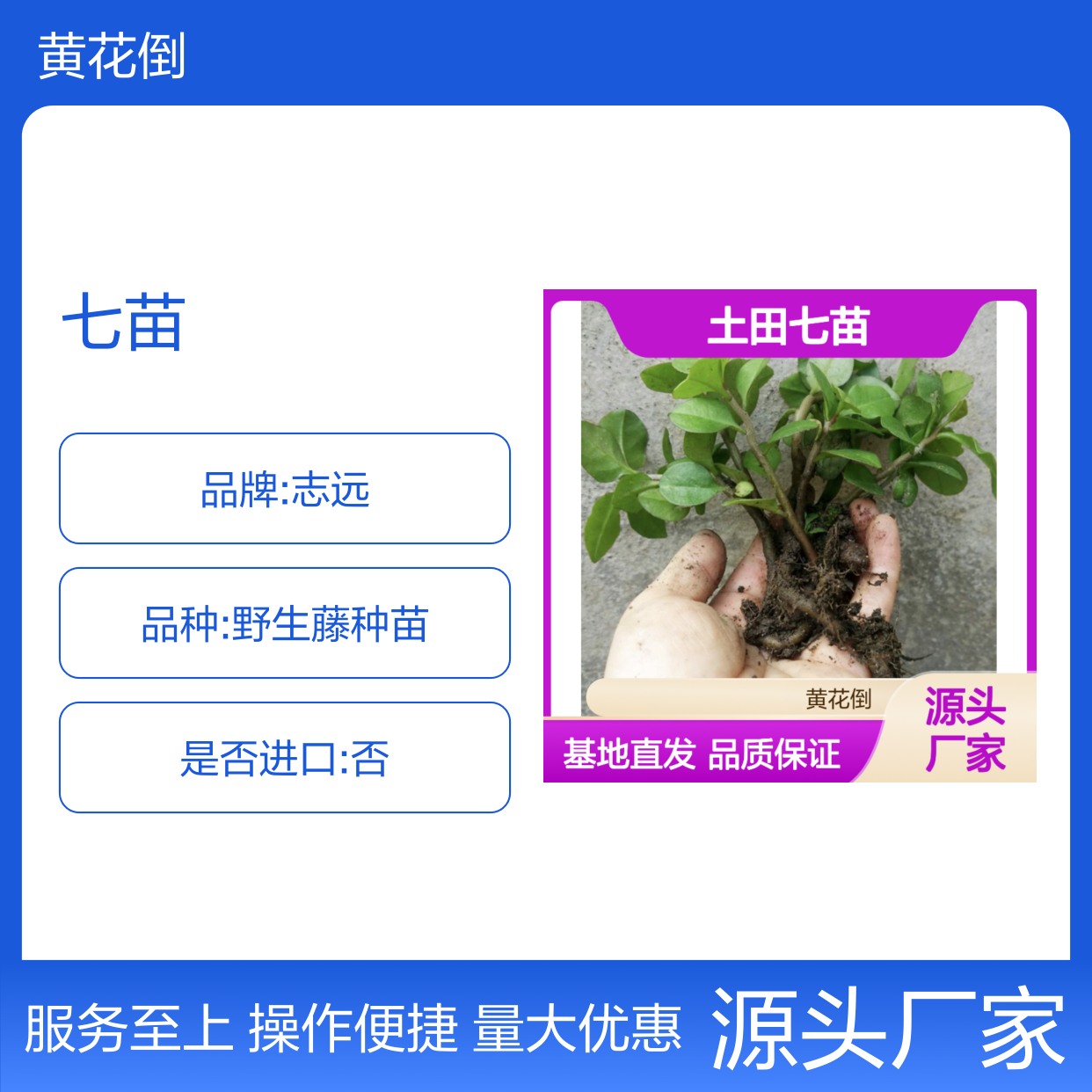 土田七苗 新鲜直发 种植简单 成活率高 品质优良