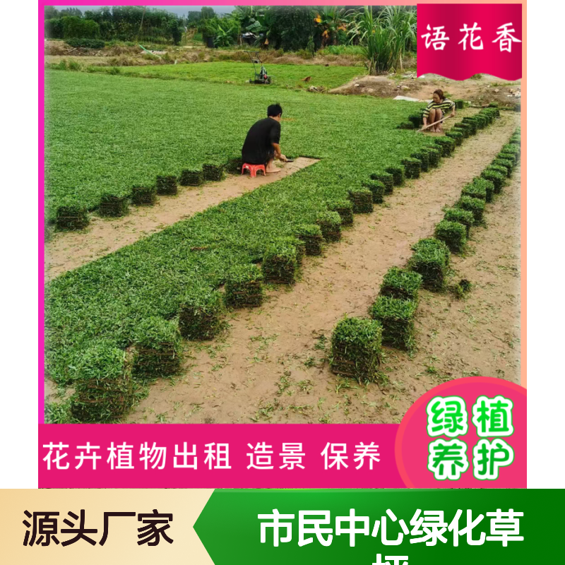 马尼拉草皮基地直供 市民中心绿化草坪 道路绿化草皮批发