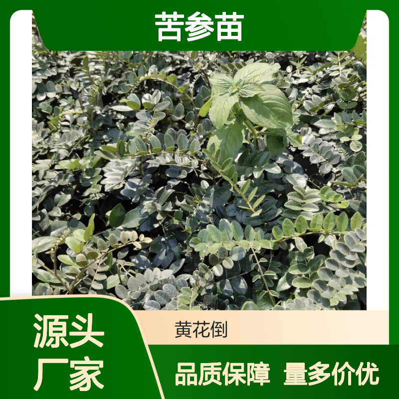 苦参苗 批发优选 药用价值高 百亩种植 品质上乘