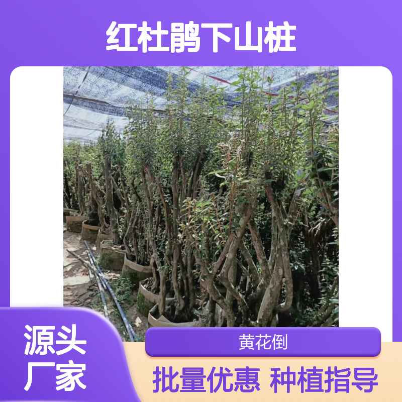 毛杜鹃下山桩 批发种植基地供货 花色鲜艳 适应性强