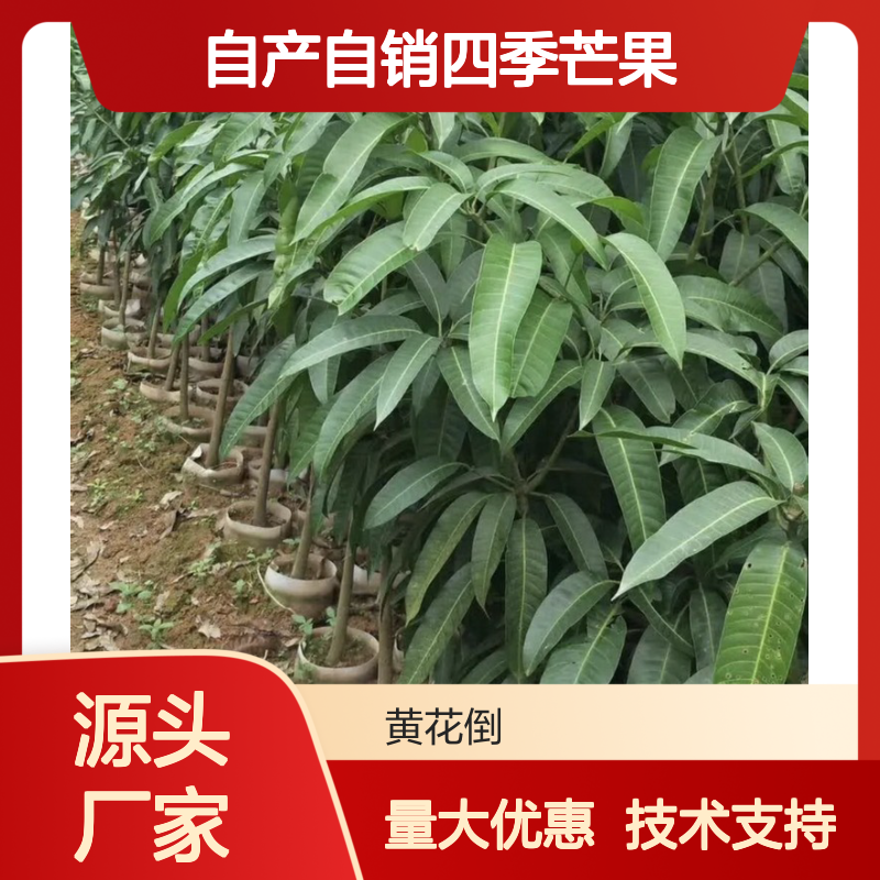 自产自销四季芒果树苗 嫁接技术免费支持 品质保证