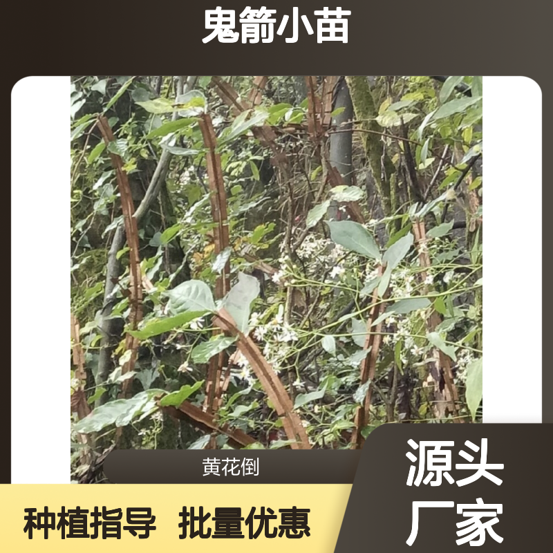 鬼箭小苗 批发基地直供 园林种植优选 高产易养