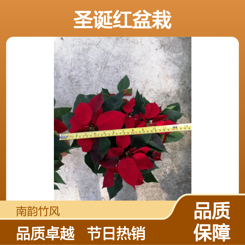 圣诞红盆栽深 圳基地批发 西 乡红掌 鸿运当头花店绿植 南韵竹风
