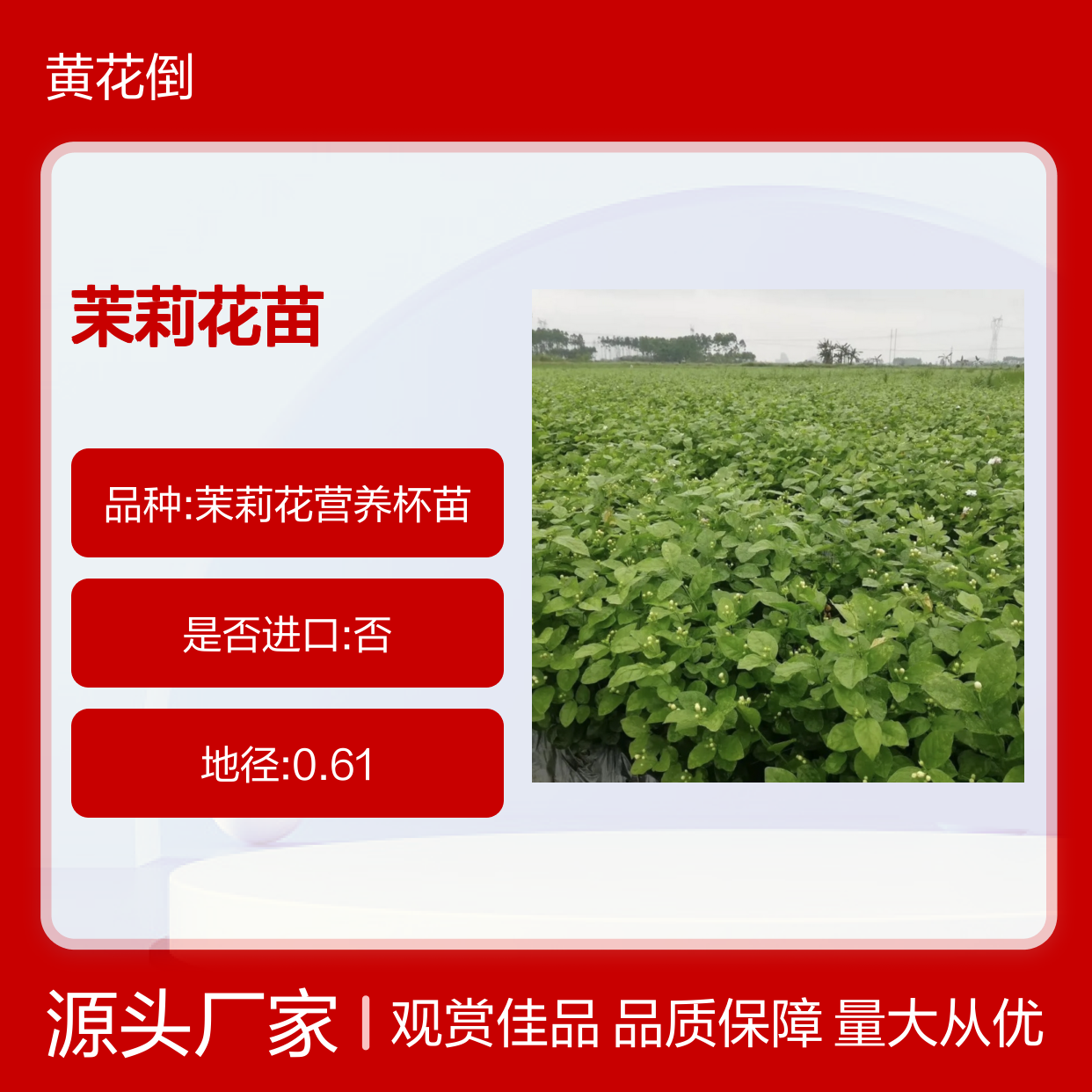 茉莉花种植主产区 优质茉莉花苗 基地直供 观赏性强