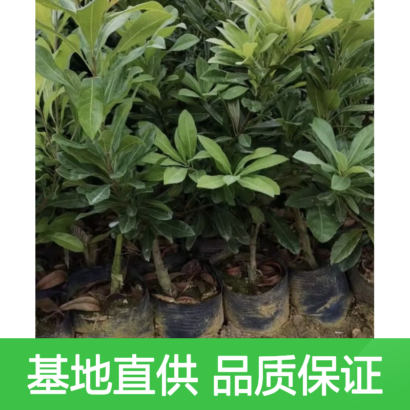 基地直供树梅直生苗 多年生根系发达 成活高规格齐全