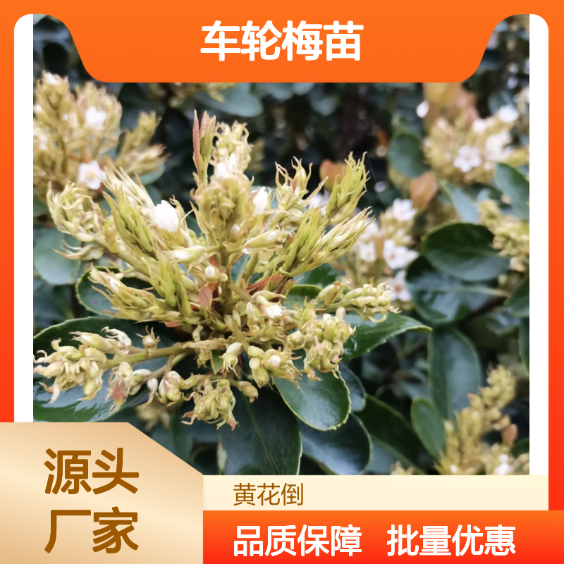 车轮梅苗 常绿灌木 观赏价值高 易于种植 适应性强