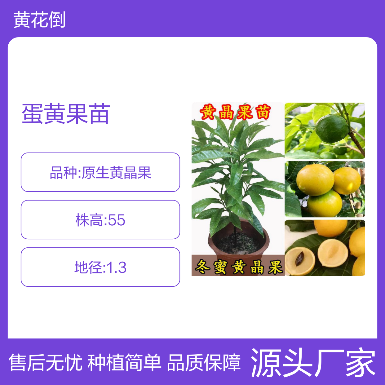 蛋黄果苗 批发供应 热带果树品种 产量丰富 耐储易运