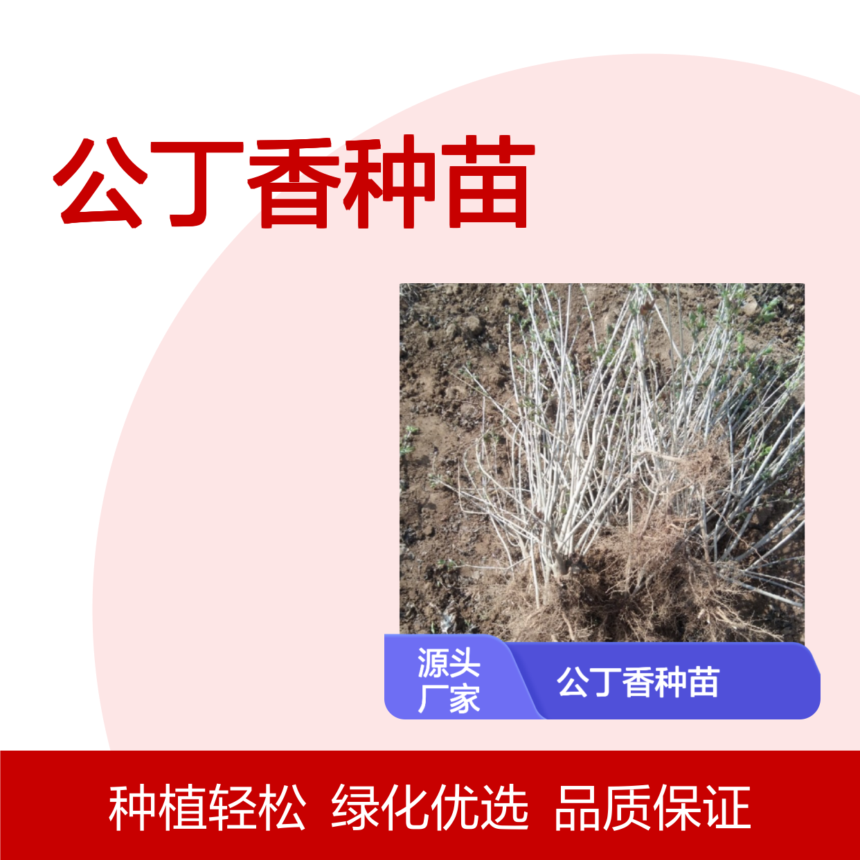 苗木合作社自营公丁香种苗 品种齐全质量保证根系发达种植好管理