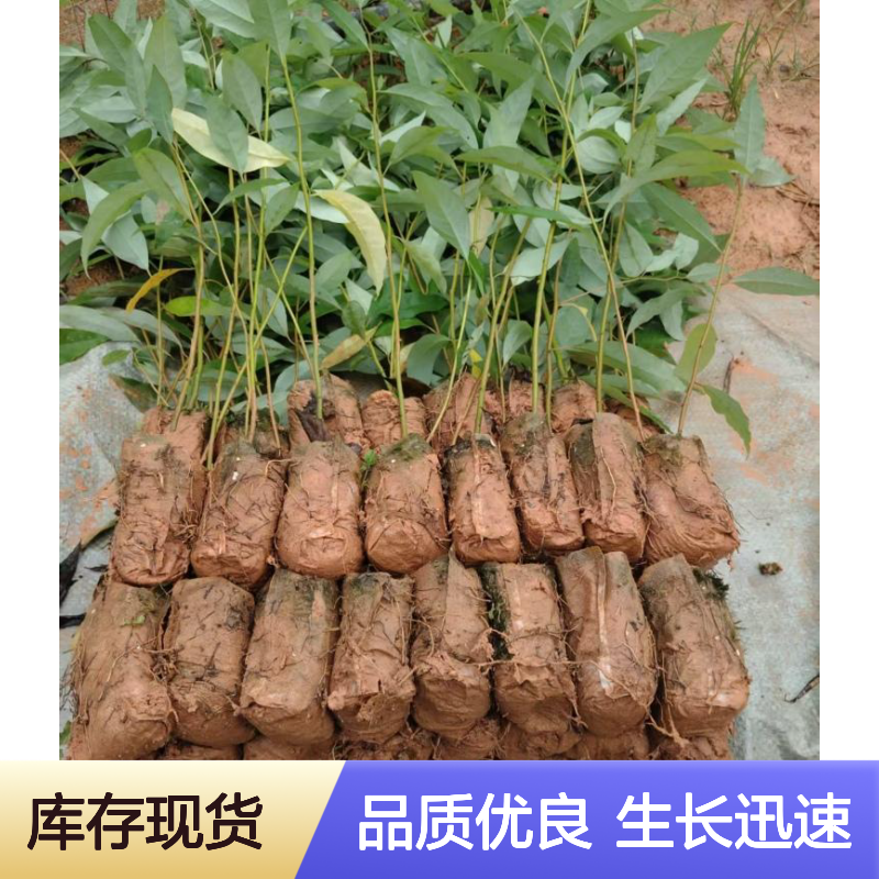 樟科木姜子属植物 山胡椒苗木 1-2年H40-100CM 山苍子无纺布袋苗